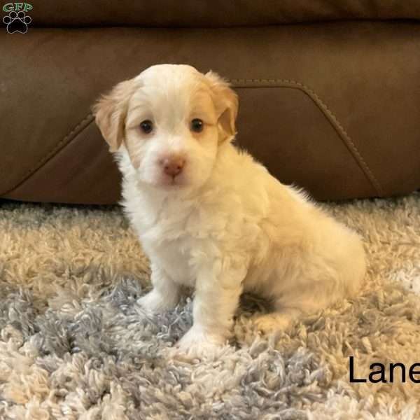 Lane, Havanese Puppy