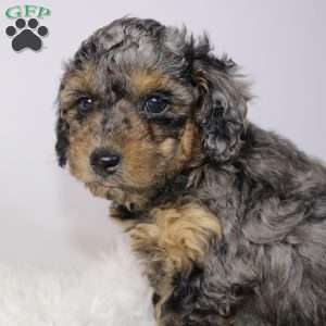 Toy Poodle Puppies For Sale | Greenfield Puppies