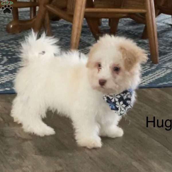 Hugo, Havanese Puppy