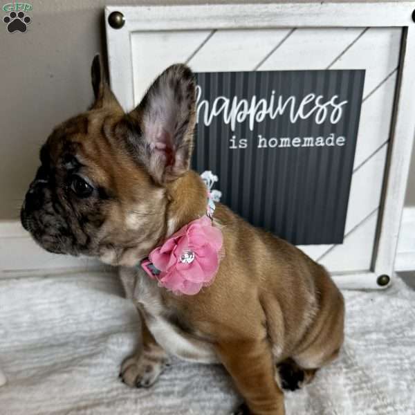 Francesca, French Bulldog Puppy