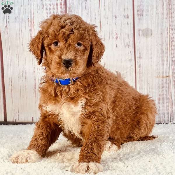 Missy, Goldendoodle Puppy