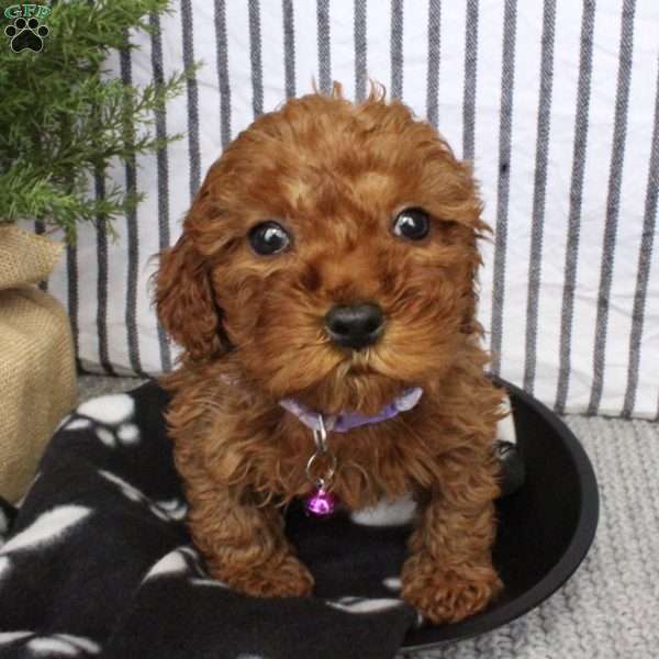 Avery, Mini Goldendoodle Puppy