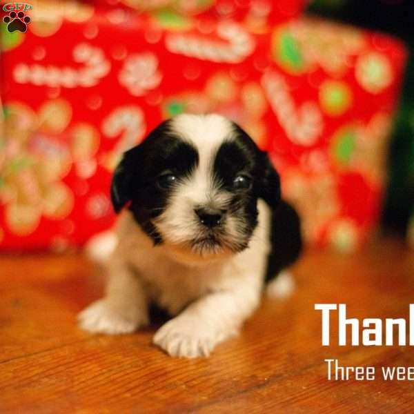 Thankful, Teddy Bear Puppy