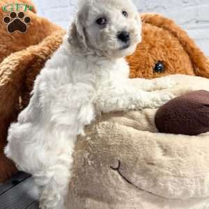 Walter, Miniature Poodle Puppy