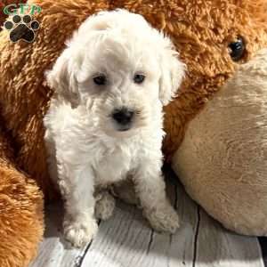 Walter, Miniature Poodle Puppy