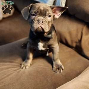 MONTANA, French Bulldog Puppy