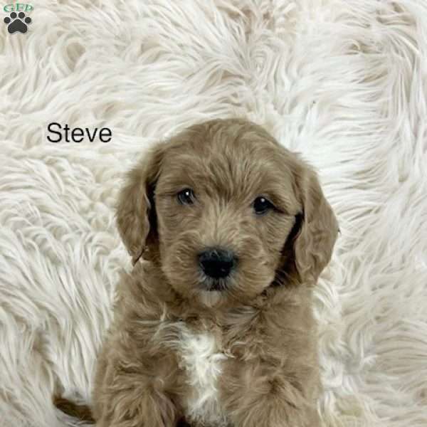 Steve, Mini Goldendoodle Puppy