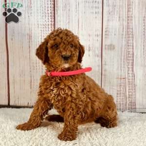 Lucy, Goldendoodle Puppy