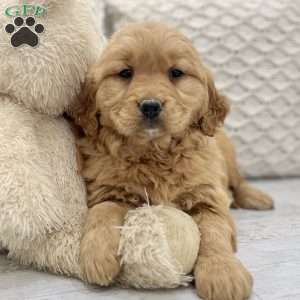 Roxy, Golden Retriever Puppy