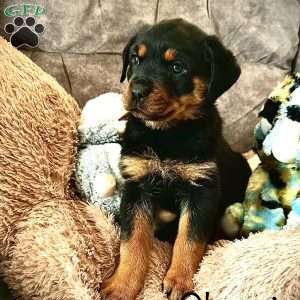 a Rottweiler puppy named Olympia