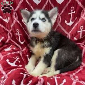 Dean, Siberian Husky Puppy