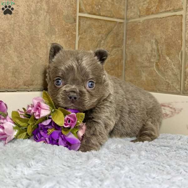 Taffy, French Bulldog Puppy