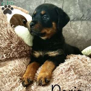 a Rottweiler puppy named Paris