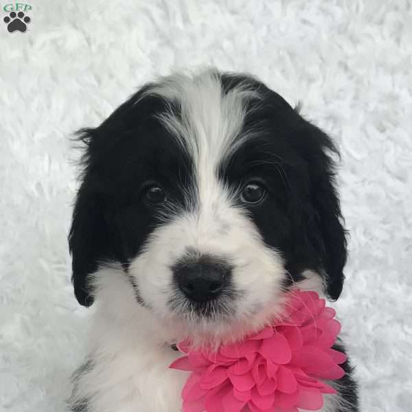 Gia, Bernedoodle Puppy