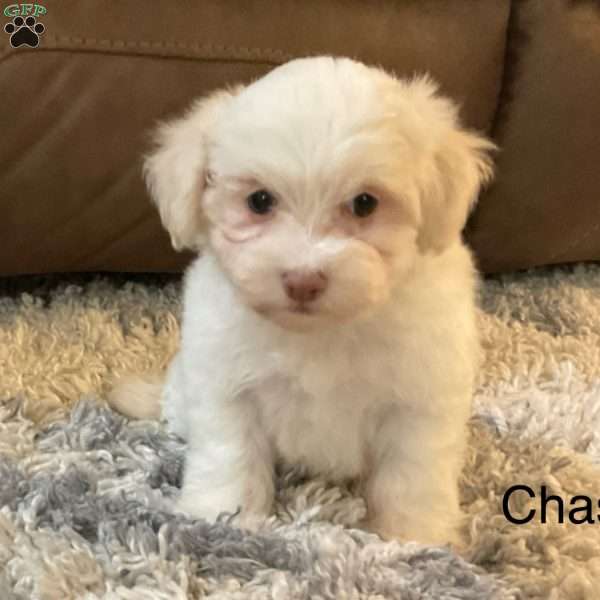 Chase, Havanese Puppy