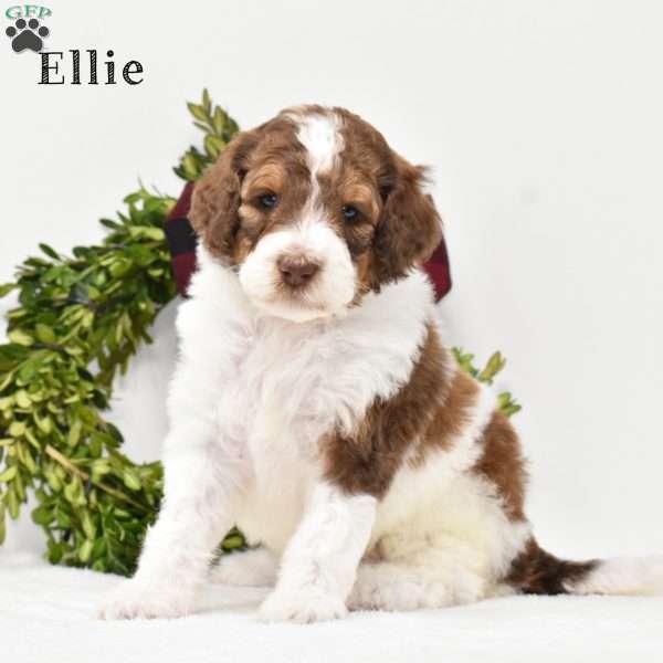 Ellie, Standard Poodle Puppy