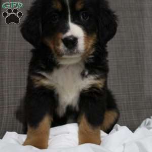 Bernese Mountain Dog Puppies For Sale - Greenfield Puppies