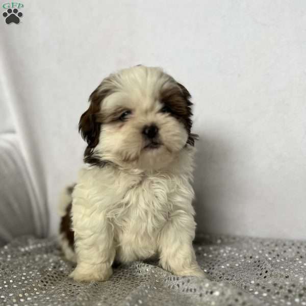 Susie, Shih Tzu Puppy