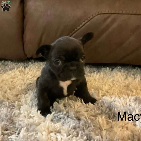 Macy, French Bulldog Puppy