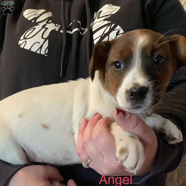 Angel, Jack Russell Terrier Puppy