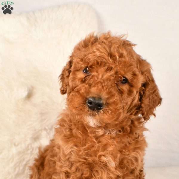 Harly- Moyen, Standard Poodle Puppy