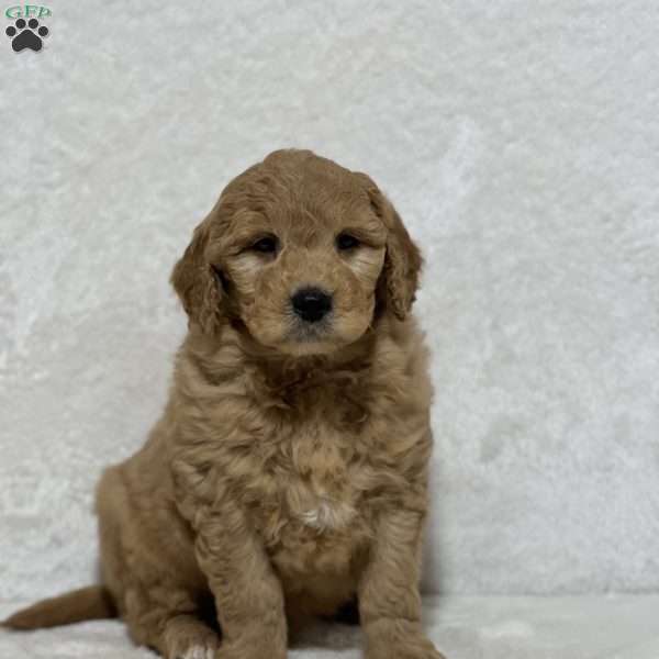 Duke, Mini Goldendoodle Puppy