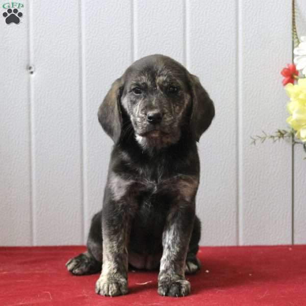 Dakota, Puggle Puppy