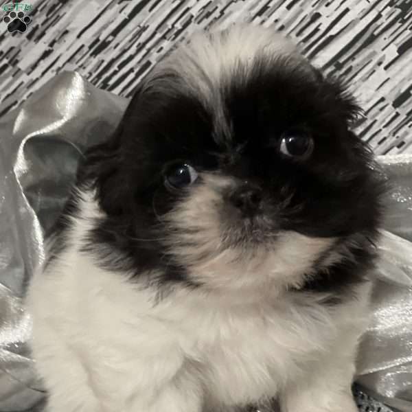 Frankie, Shih Tzu Puppy