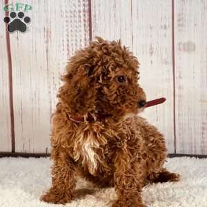 Lukas, Goldendoodle Puppy