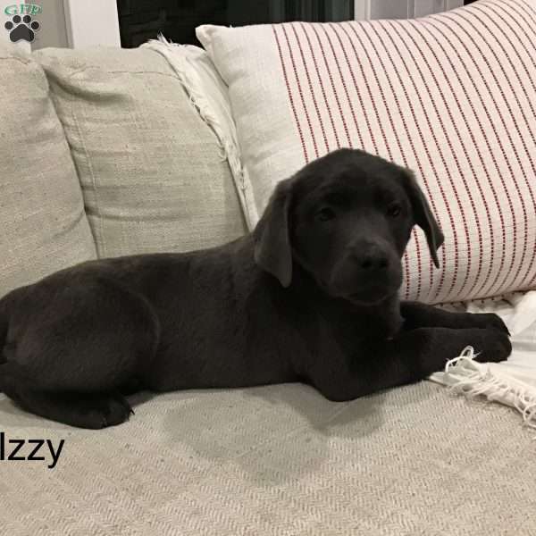 Izzy, Charcoal Labrador Retriever Puppy