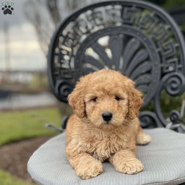 Alexa F1B, Mini Goldendoodle Puppy