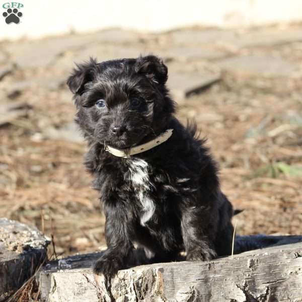 Ebony, Miniature Poodle Mix Puppy