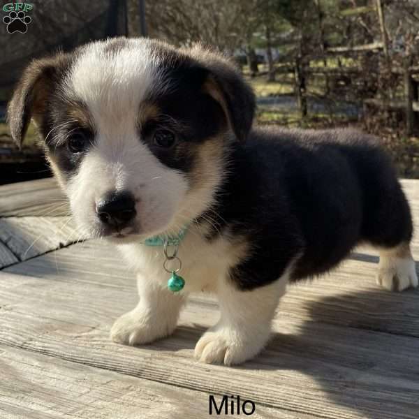 Milo, Pembroke Welsh Corgi Puppy