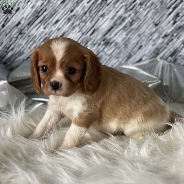 Tinker, Cavalier King Charles Mix Puppy