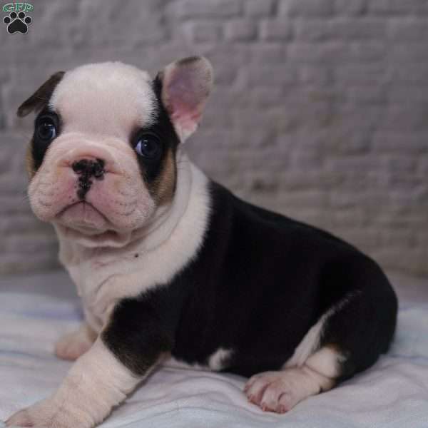 Scrumptious, French Bulldog Puppy