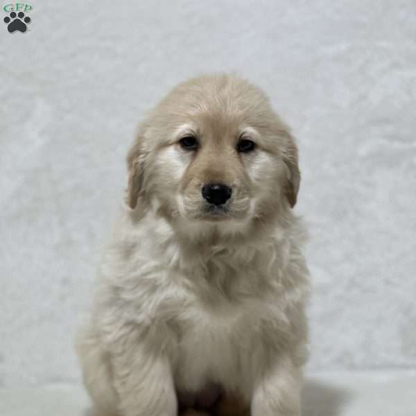 Lulu, Golden Retriever Mix Puppy