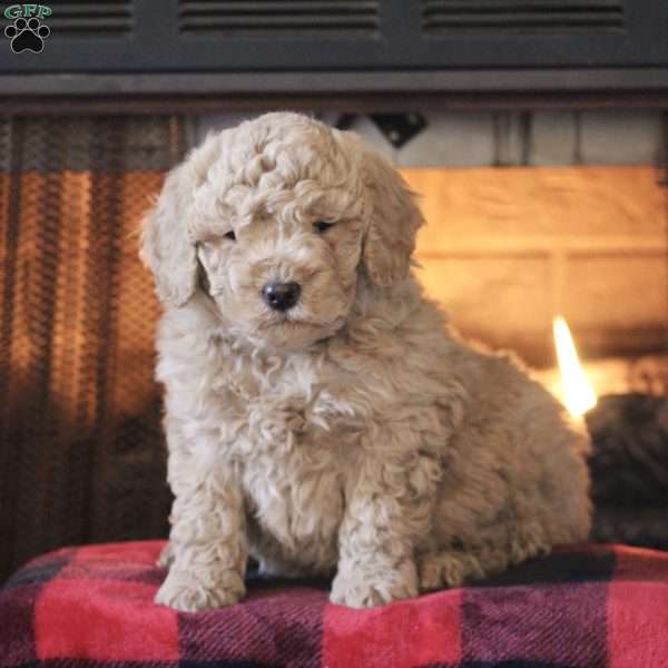 Lilly, Mini Labradoodle Puppy