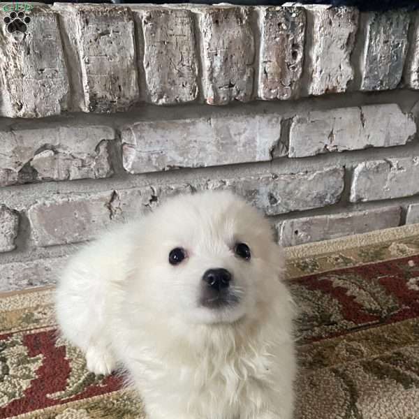 Benson, American Eskimo Puppy