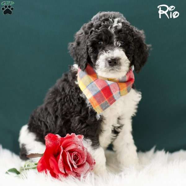 Rio, Standard Poodle Puppy