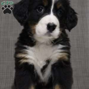 Bernese Mountain Dog Puppies For Sale - Greenfield Puppies