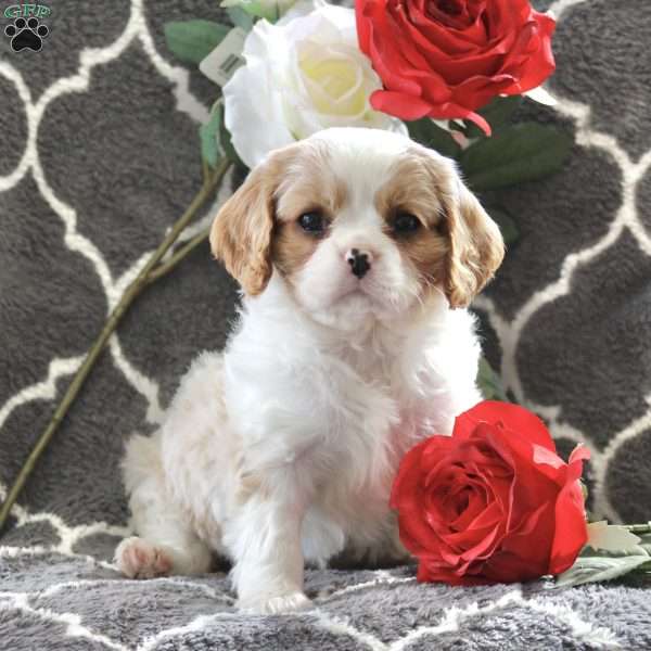 Cathy, Cavalier King Charles Spaniel Puppy