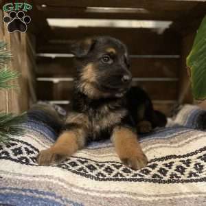 Porsha, German Shepherd Puppy