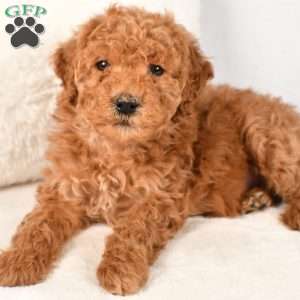 Haisley-Moyen, Standard Poodle Puppy