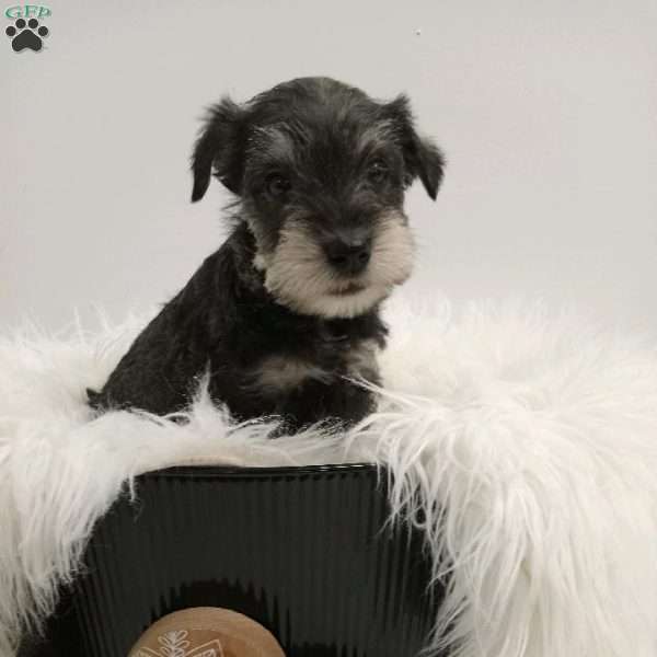 Mason, Miniature Schnauzer Puppy
