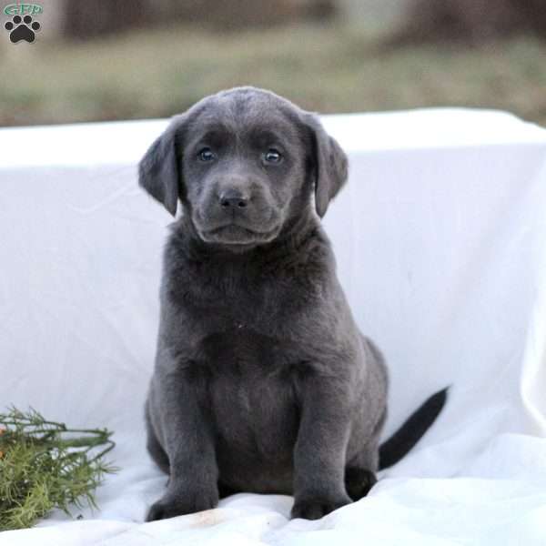 Freddie, Charcoal Labrador Retriever Puppy