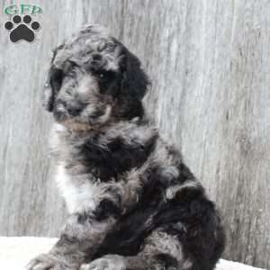 ROMEO, Standard Poodle Puppy