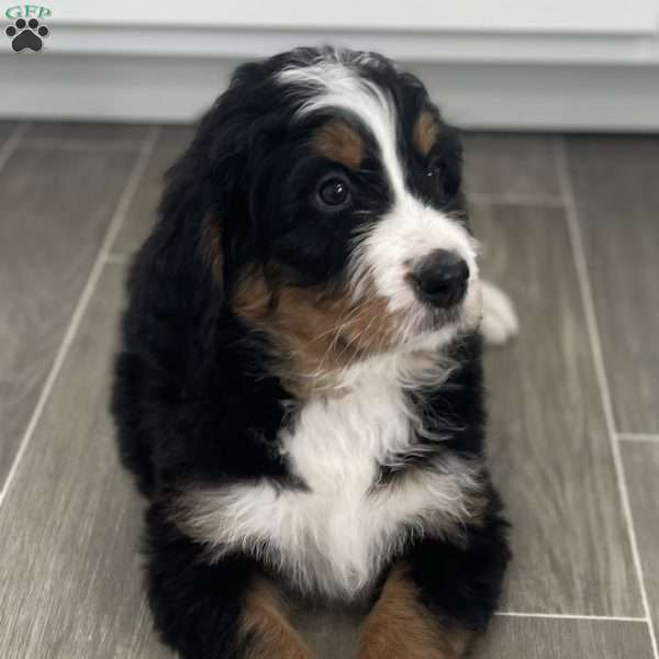 Grant, Bernedoodle Puppy