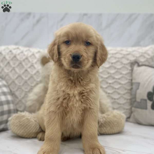 Oscar, Golden Retriever Puppy