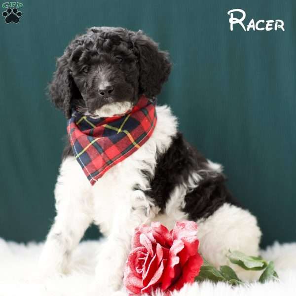 Racer, Standard Poodle Puppy