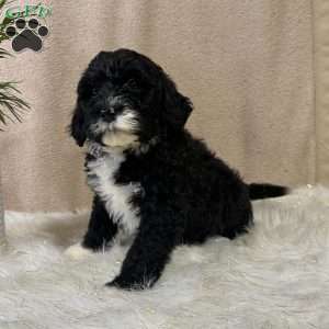 Angel, Portuguese Water Dog Puppy